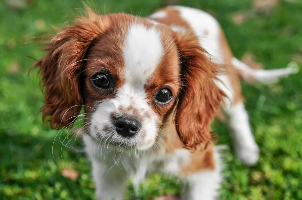 Adorable brownd and white spaniel puppy.