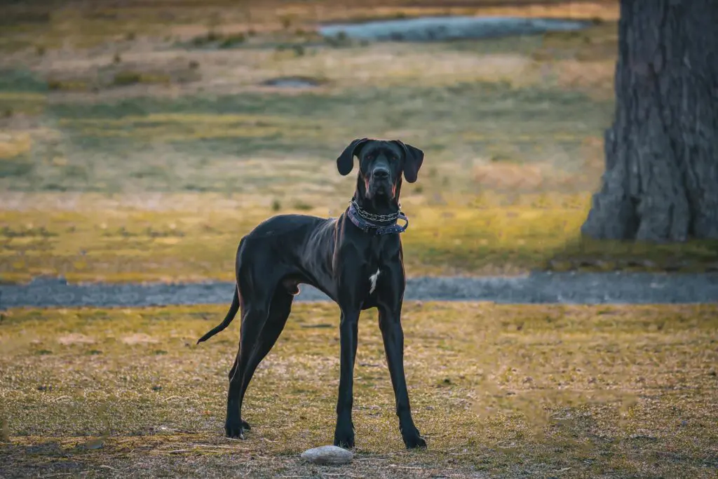 A young Great Dane dog playing outside.