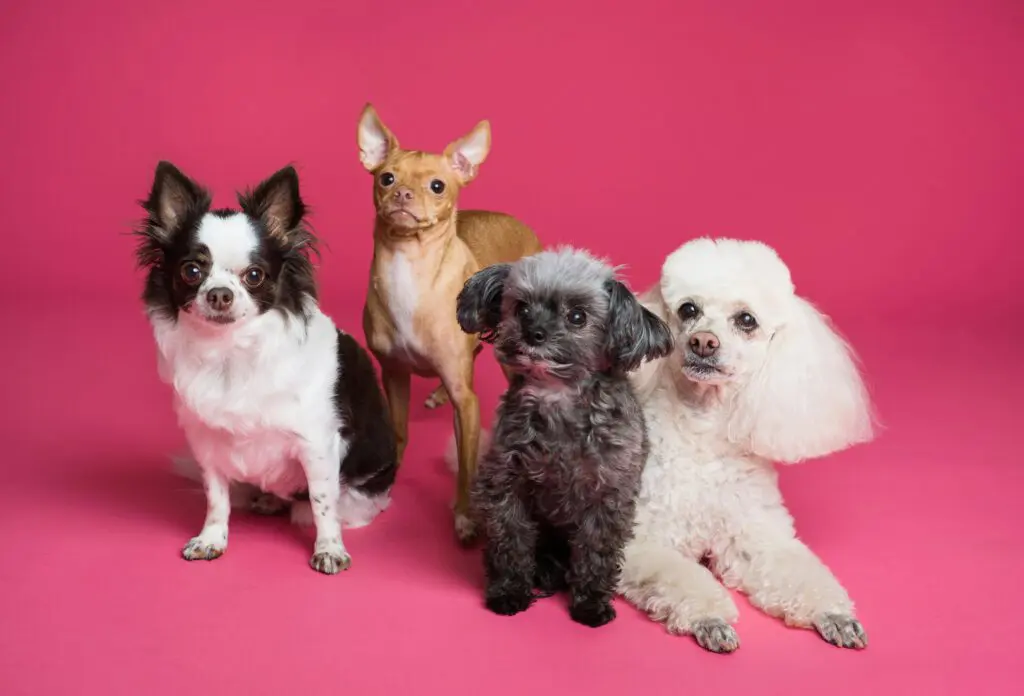 A group of small dogs, including toy poodles, chihuahuas and mixed breeds.