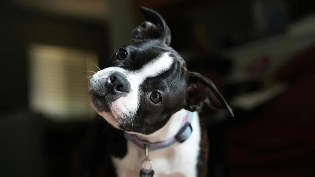 A black and white dog with a collar on.