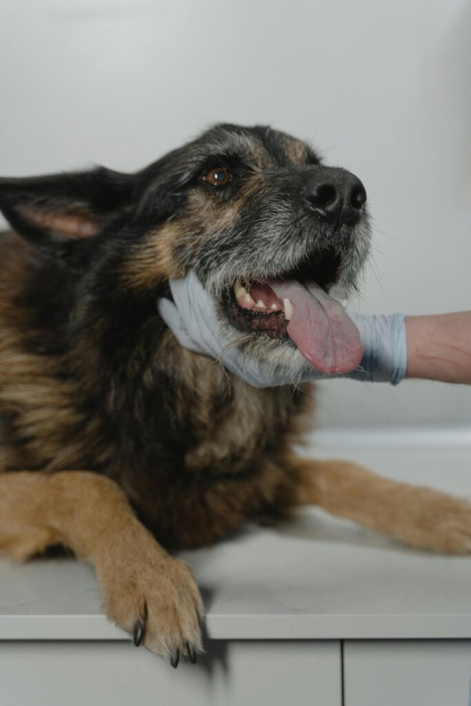 A senior dog having his teeth inspected by a vet.